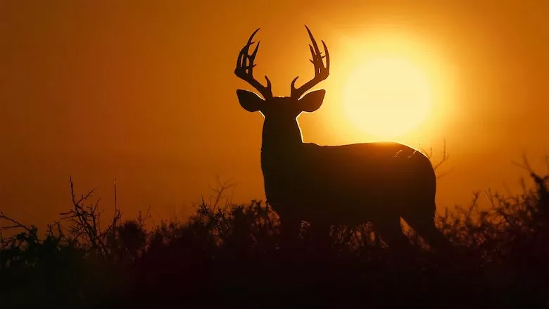 Ver Películas Deep in the Heart: A Texas Wildlife Story (2022) Online