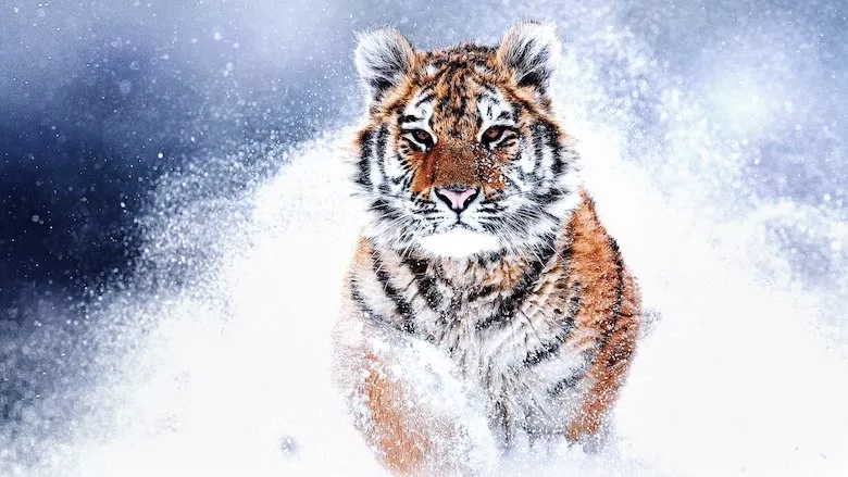 Ver Películas Tigres salvajes de Rusia (2022) Online