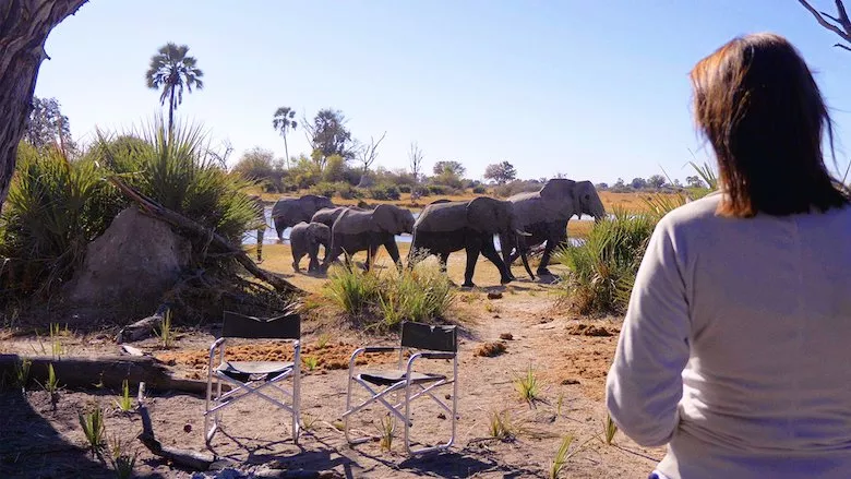 Ver Películas In the Footsteps of Elephant (2020) Online